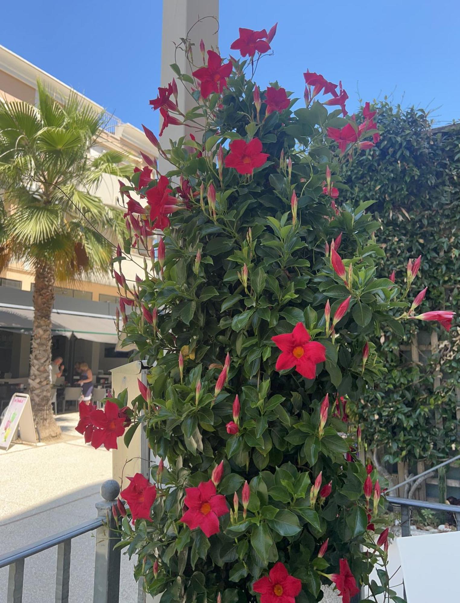 Hotel Sorriso Cattolica Dış mekan fotoğraf